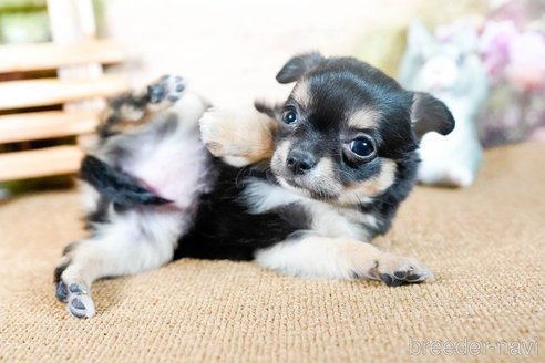 成約済の茨城県のチワワ(ロングコート)-283794の4枚目